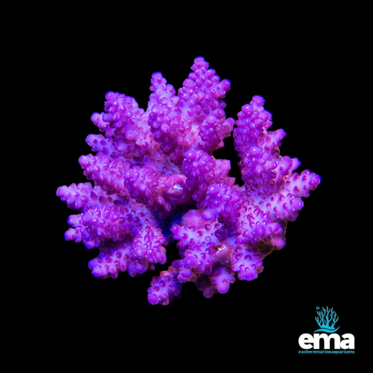 Acropora Coral