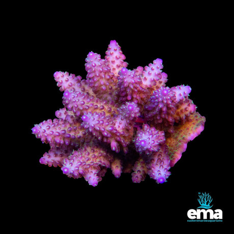 Acropora Coral