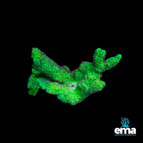 Toxic Green Hydnophora Coral