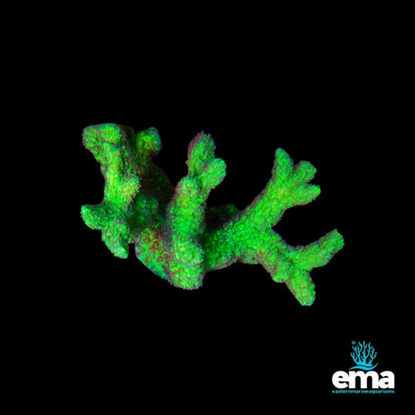 Toxic Green Hydnophora Coral