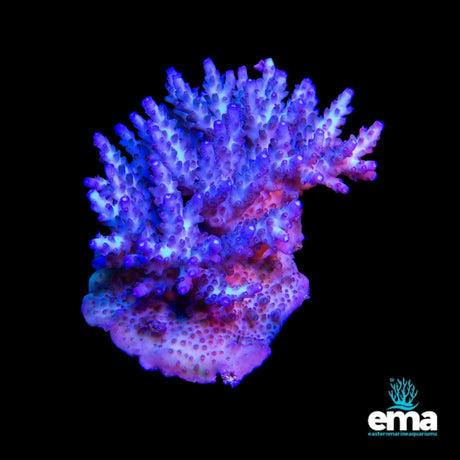 Acropora Coral