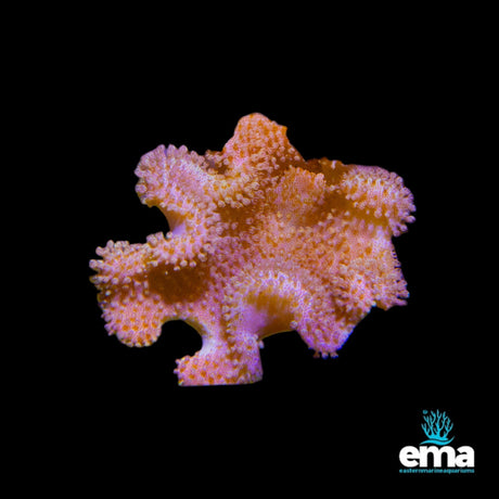 Acropora Coral