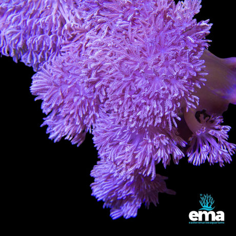 Pulsing Xenia Coral