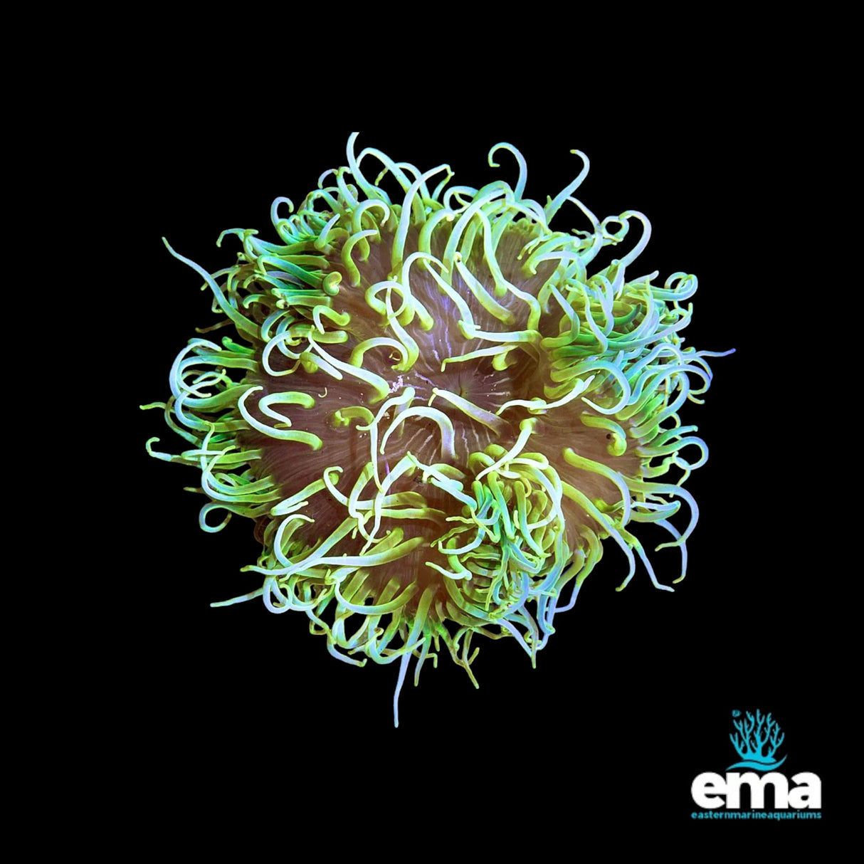 Toxic Green Long Tentacle Anemone