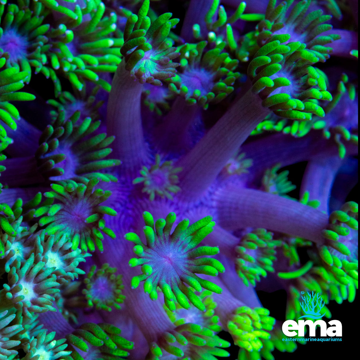 Australian Toxic Green & Purple Stem Goniopora Fragment