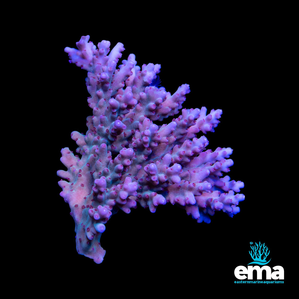 Australian Acropora Colony