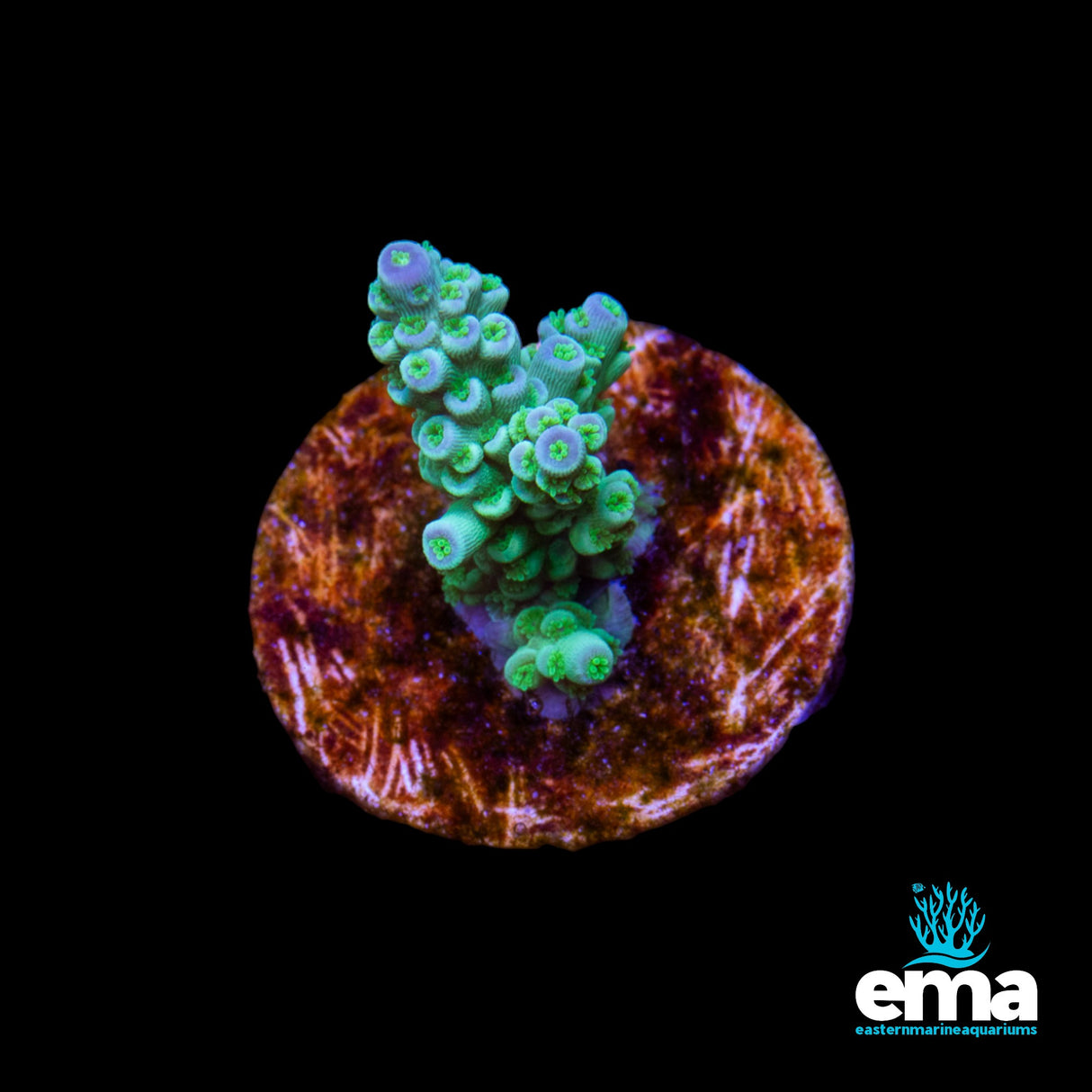 Acropora Fragment