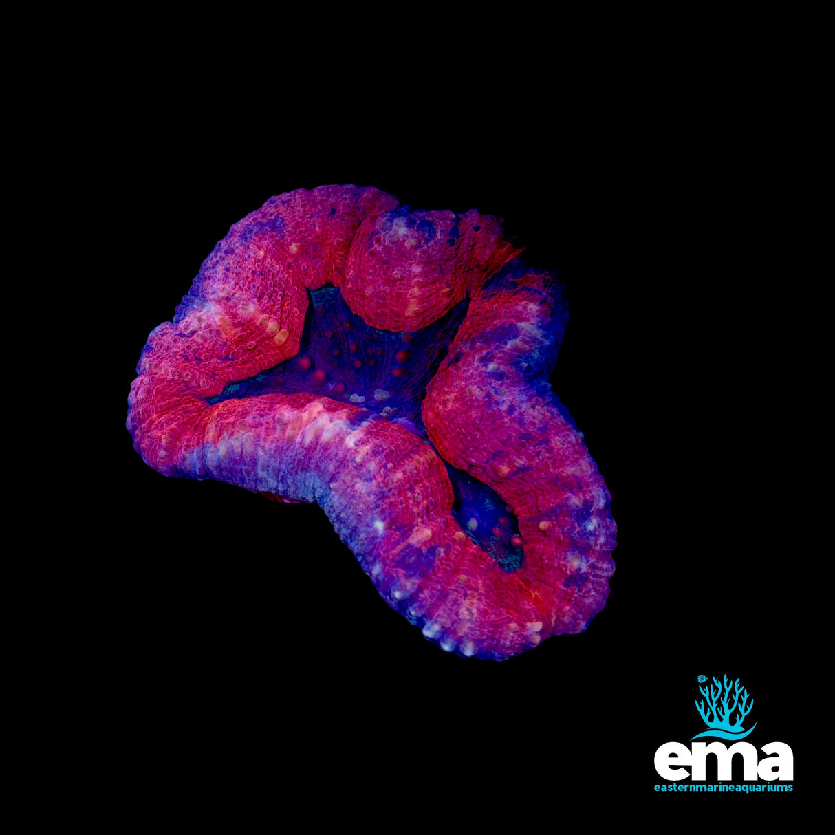 Orange Acanthastrea Pachysepta