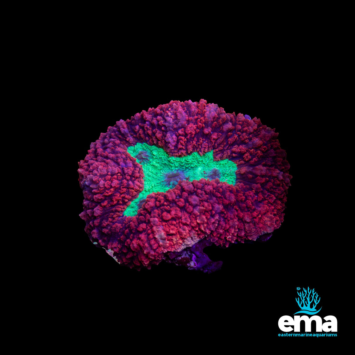 Neon Vortex Symphyllia