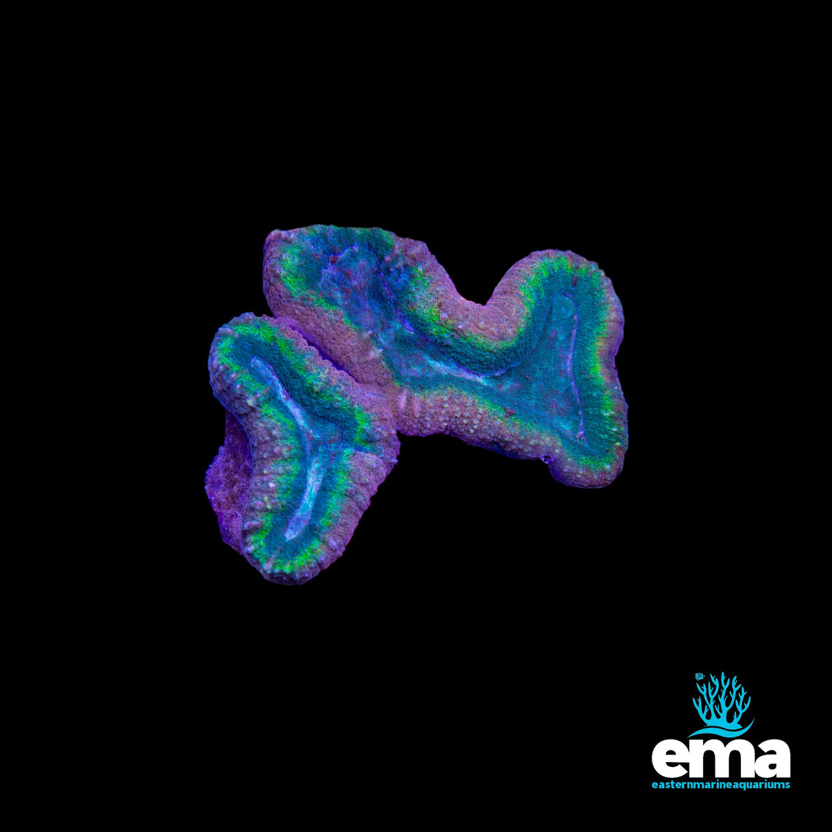 Australian Rainbow Lobophyllia