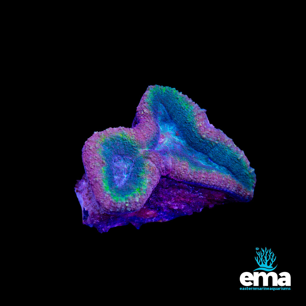 Australian Rainbow Lobophyllia