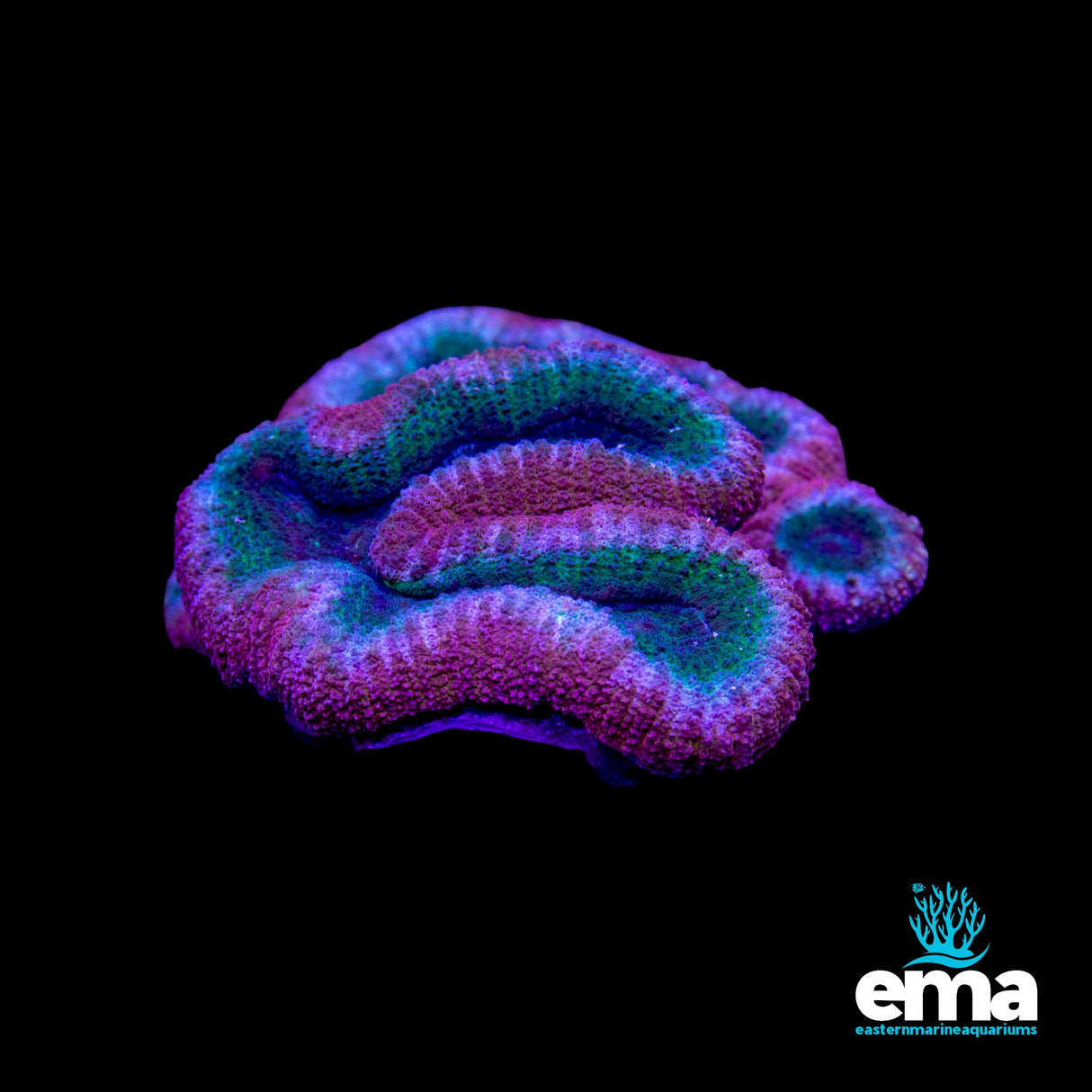 Australian Rainbow Lobophyllia