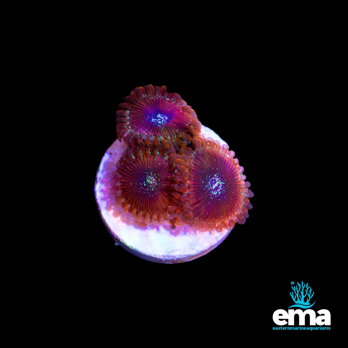 Maroon Red Zoanthid 105312
