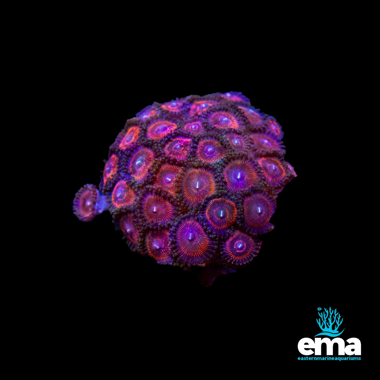 Zoanthid Mini Colony