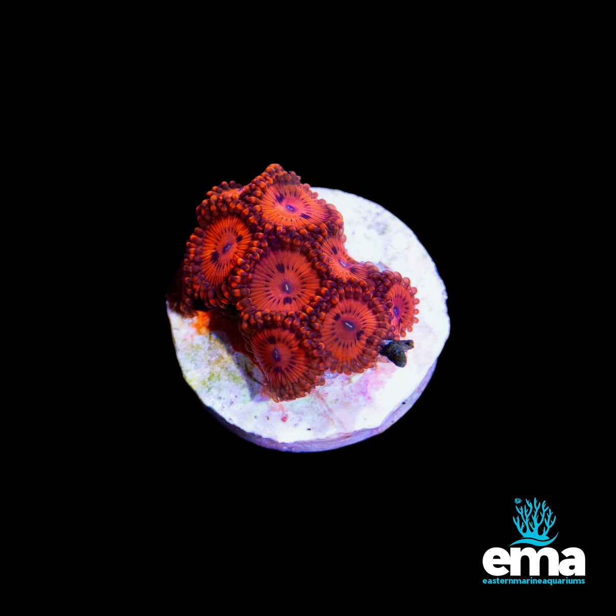 Dragon Red Zoa 105254