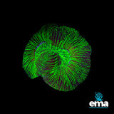 Australian Toxic Green Trachyphyllia