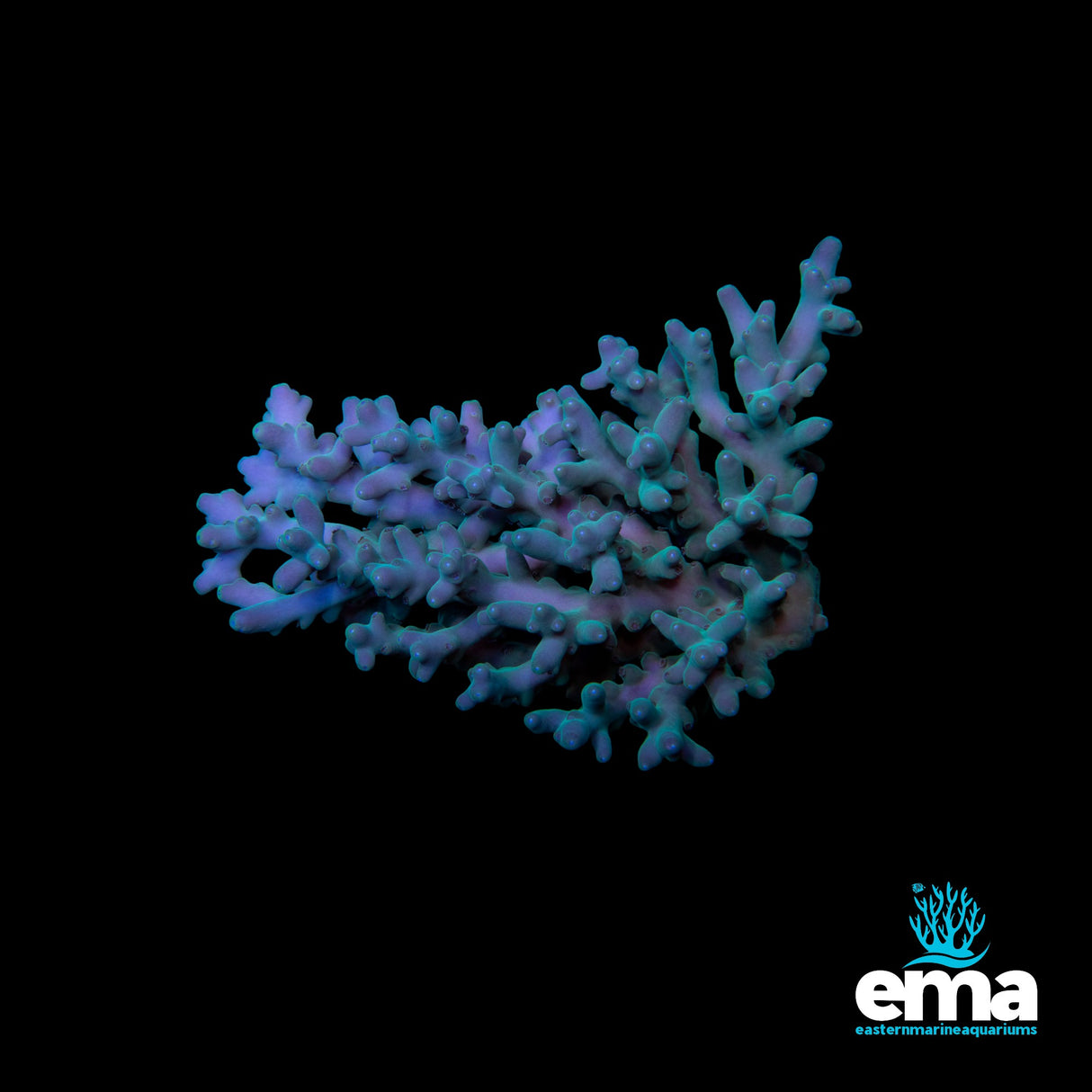 Northern QLD Acropora - Smooth Skin