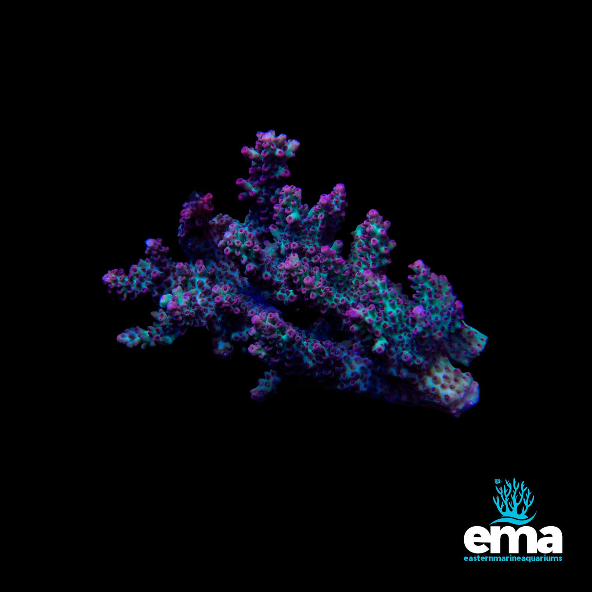 Northern QLD Acropora - Shortcake