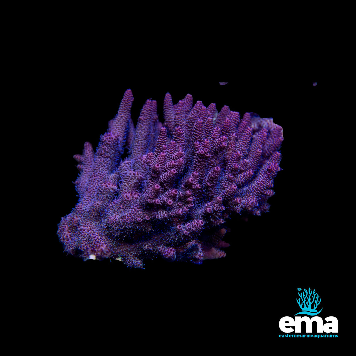 Northern QLD Acropora