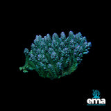 Northern QLD Acropora