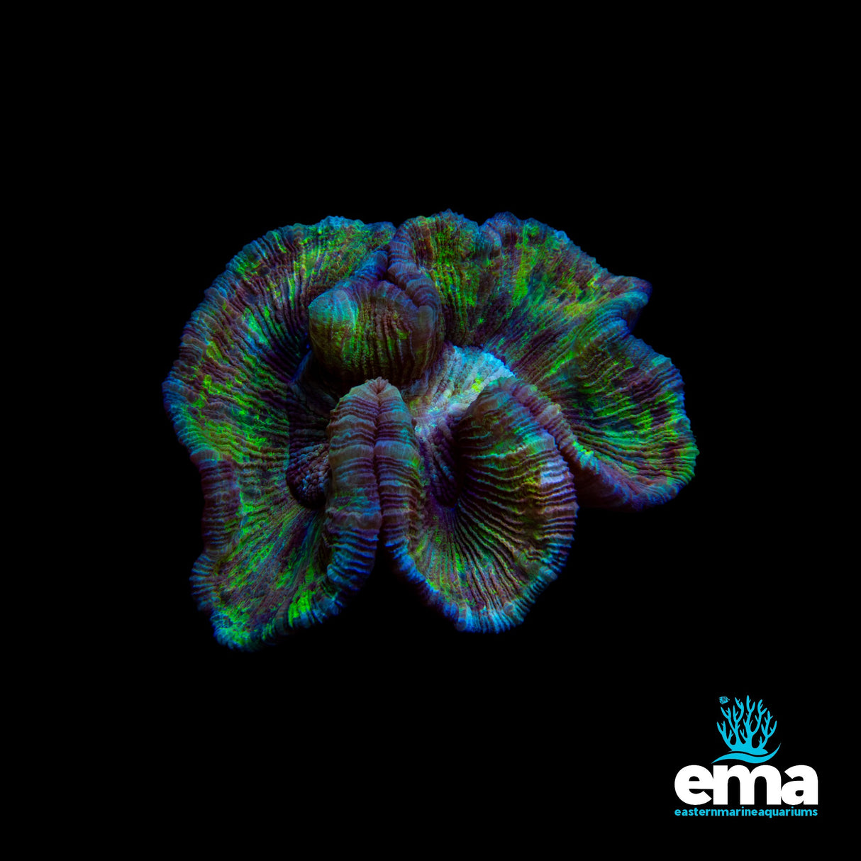 Trachyphyllia Brain Coral
