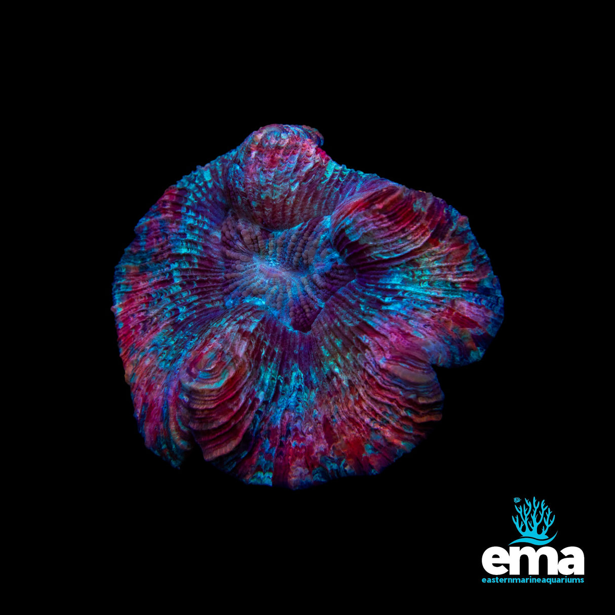 Trachyphyllia Brain Coral