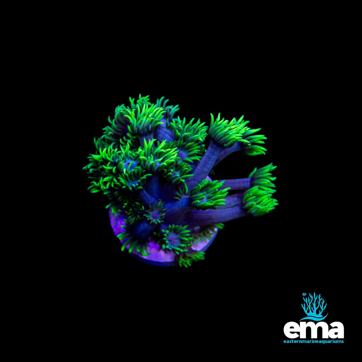 Australian Toxic Green & Purple Stem Goniopora Fragment