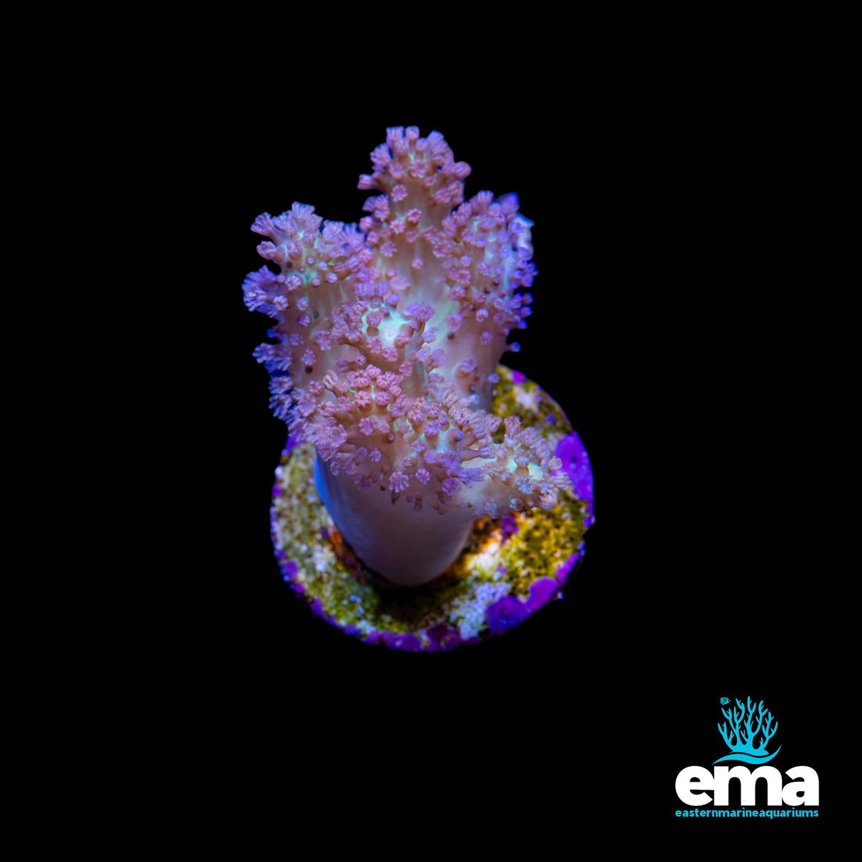 White & Purple Leather Coral