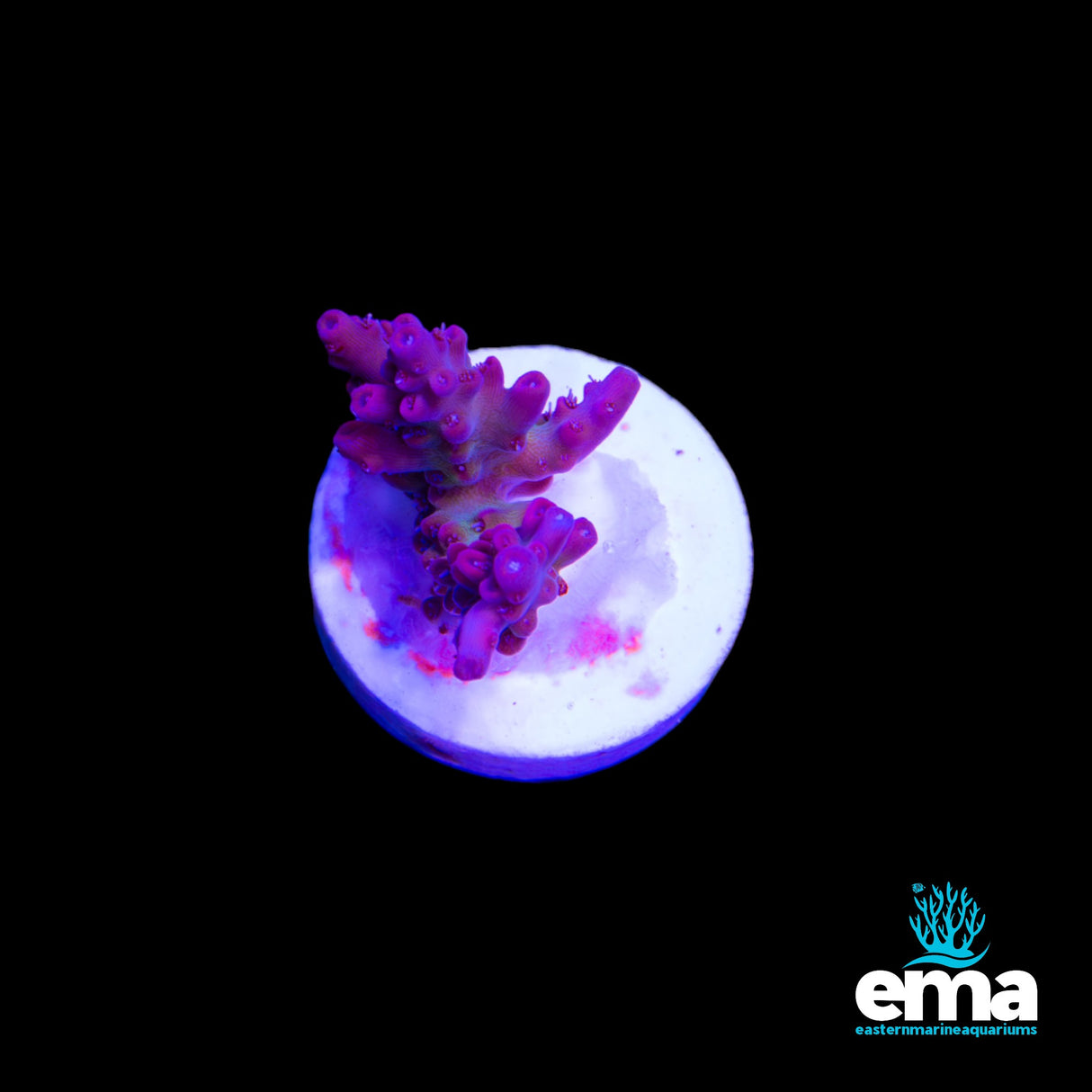Northern QLD Pink & Green Acropora Fragment