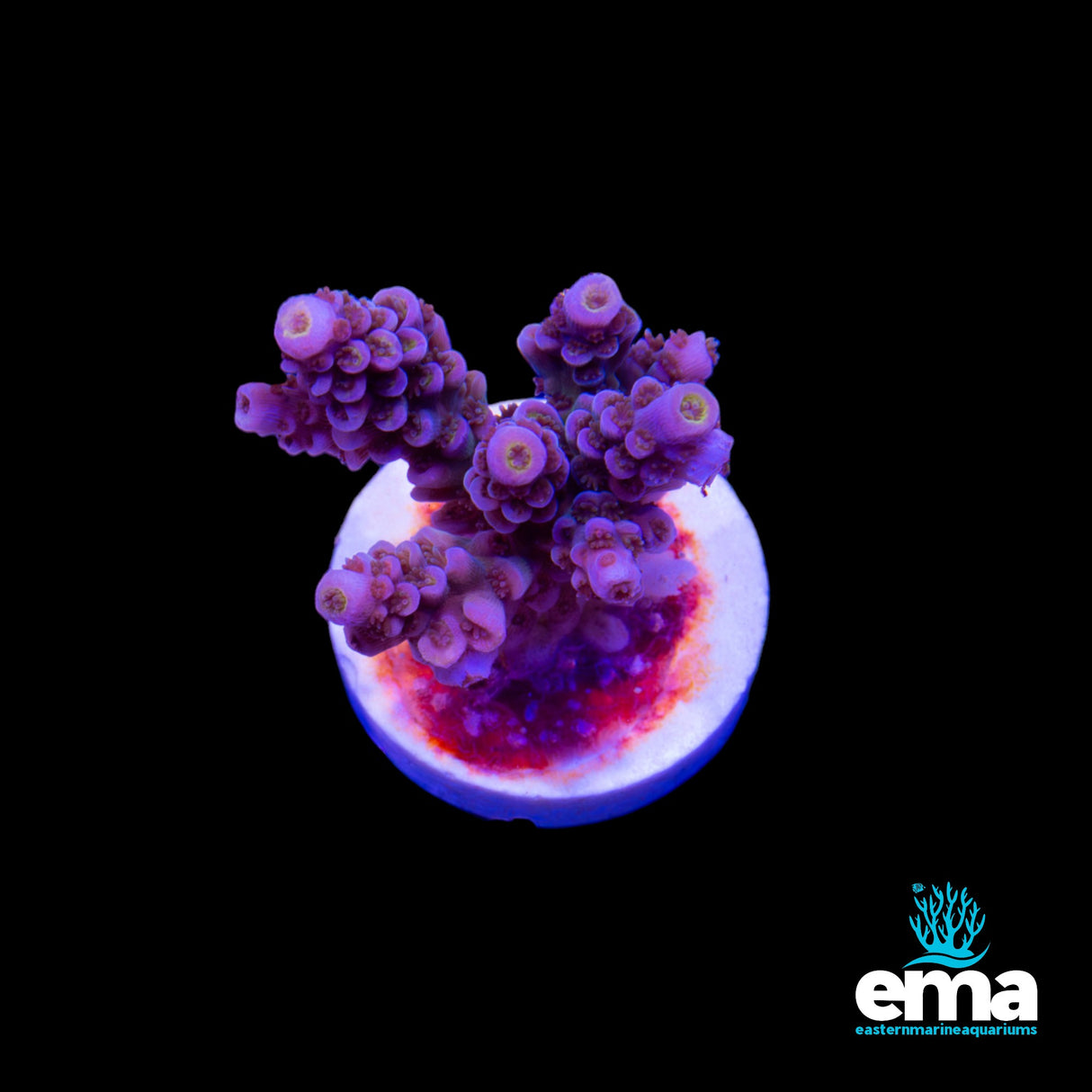 Purple Pink Tenius Fragment