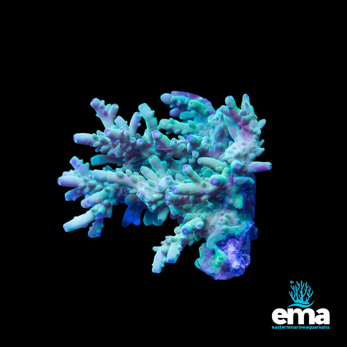 Green Acropora