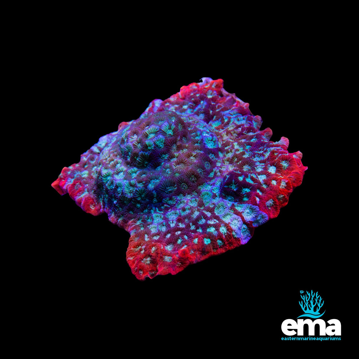 Aquacultured War Coral