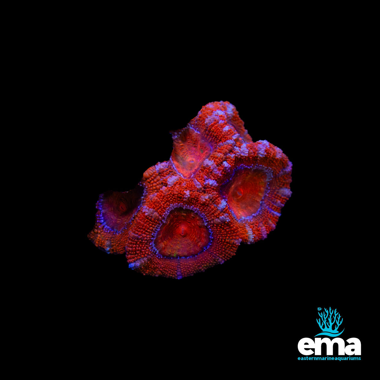 Australian Acan Lord