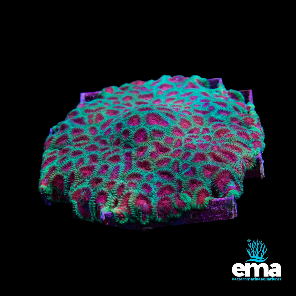 Christmas Favia Colony