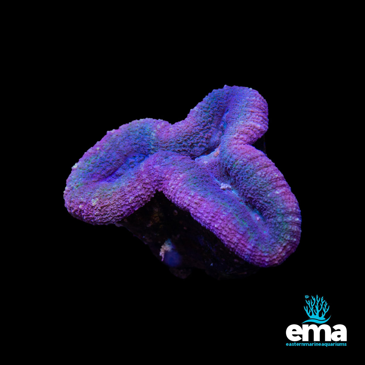 Australian Lobophyllia
