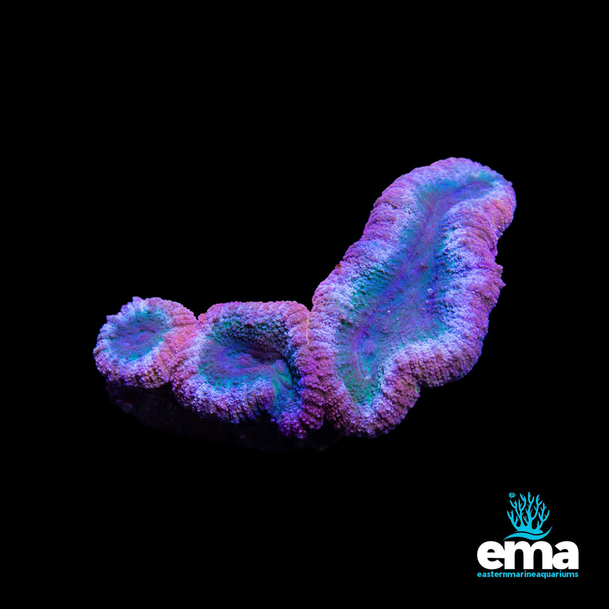Australian Lobophyllia