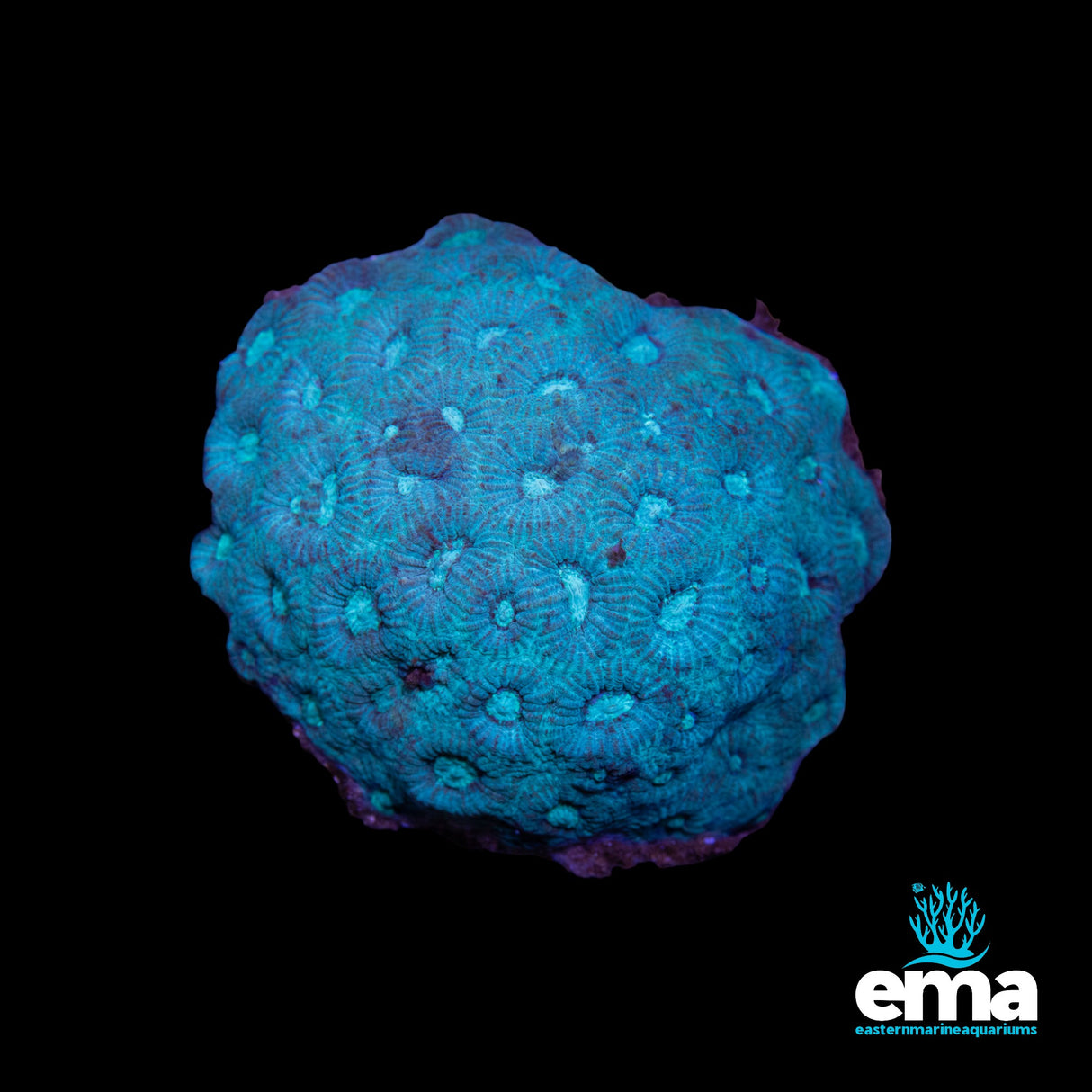 Mint Green Favia Colony