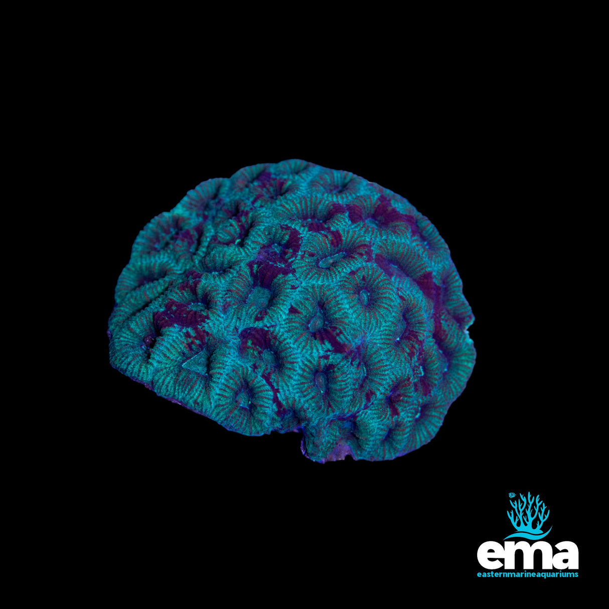 Mint Green Favia Colony