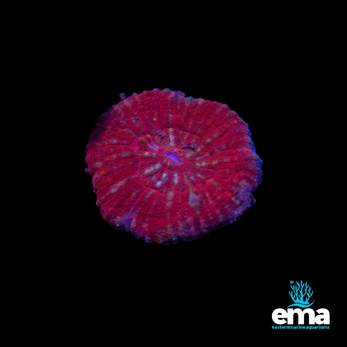 Scolymia sp.