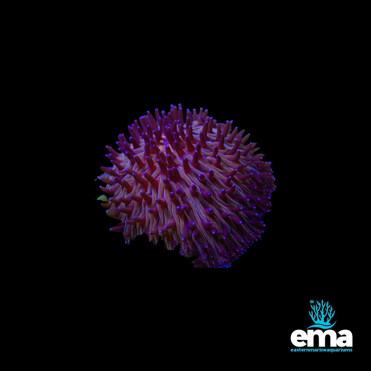 Large Orange Domed Fungia