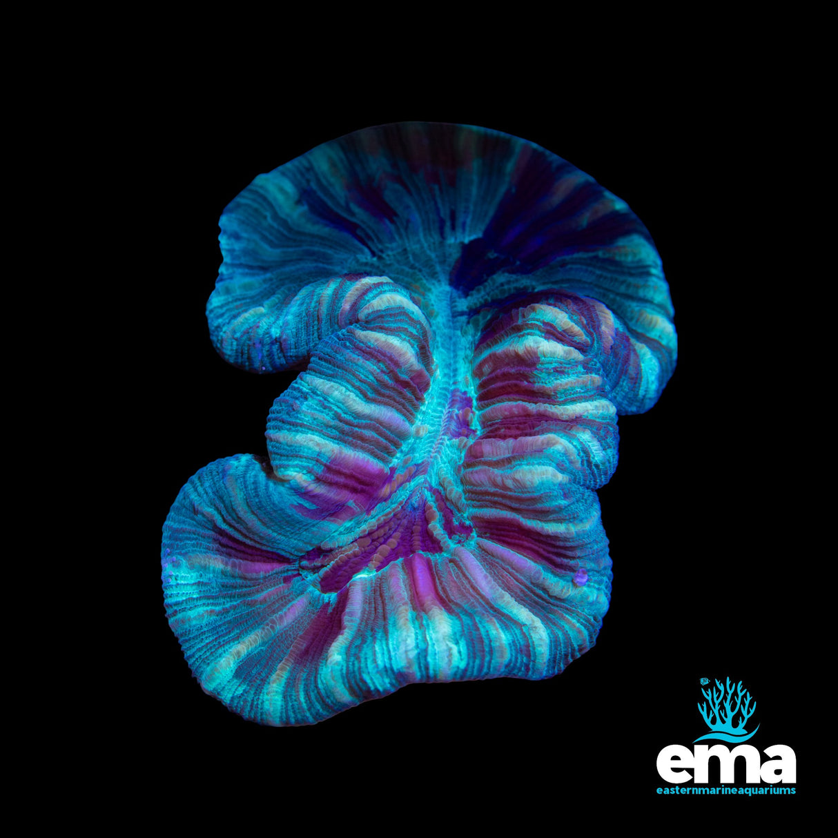 Mint Green Streaked Trachyphyllia