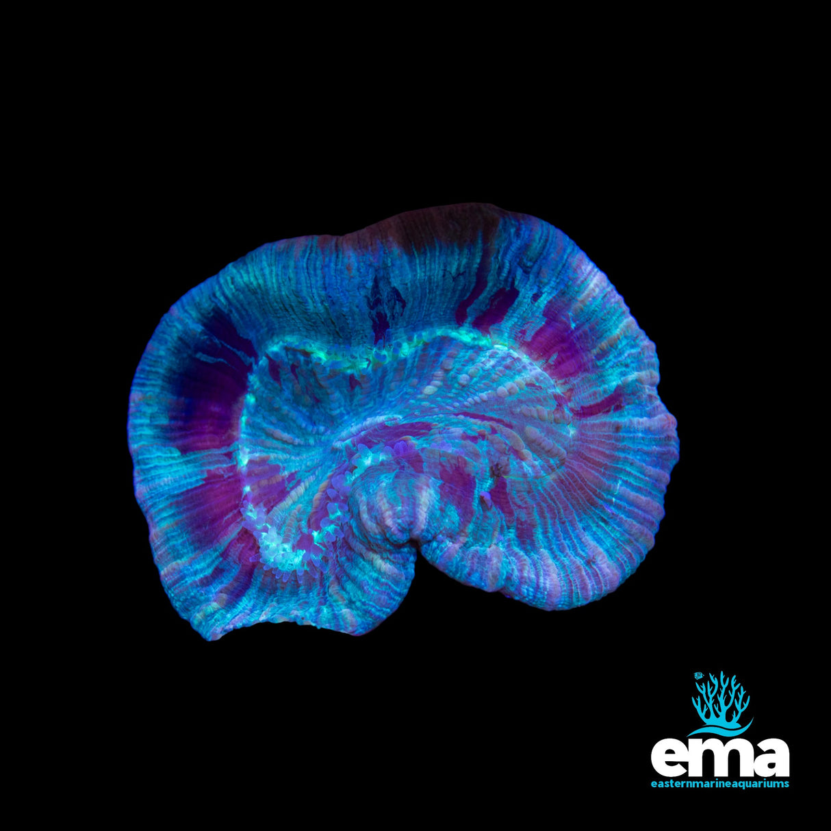 Mint Green Streaked Trachyphyllia