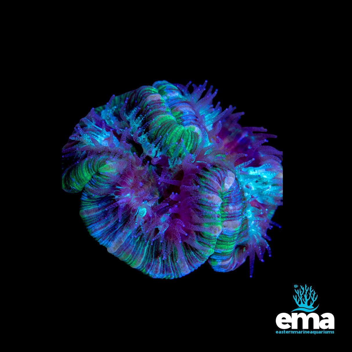 Green & Teal Flecked Trachyphyllia