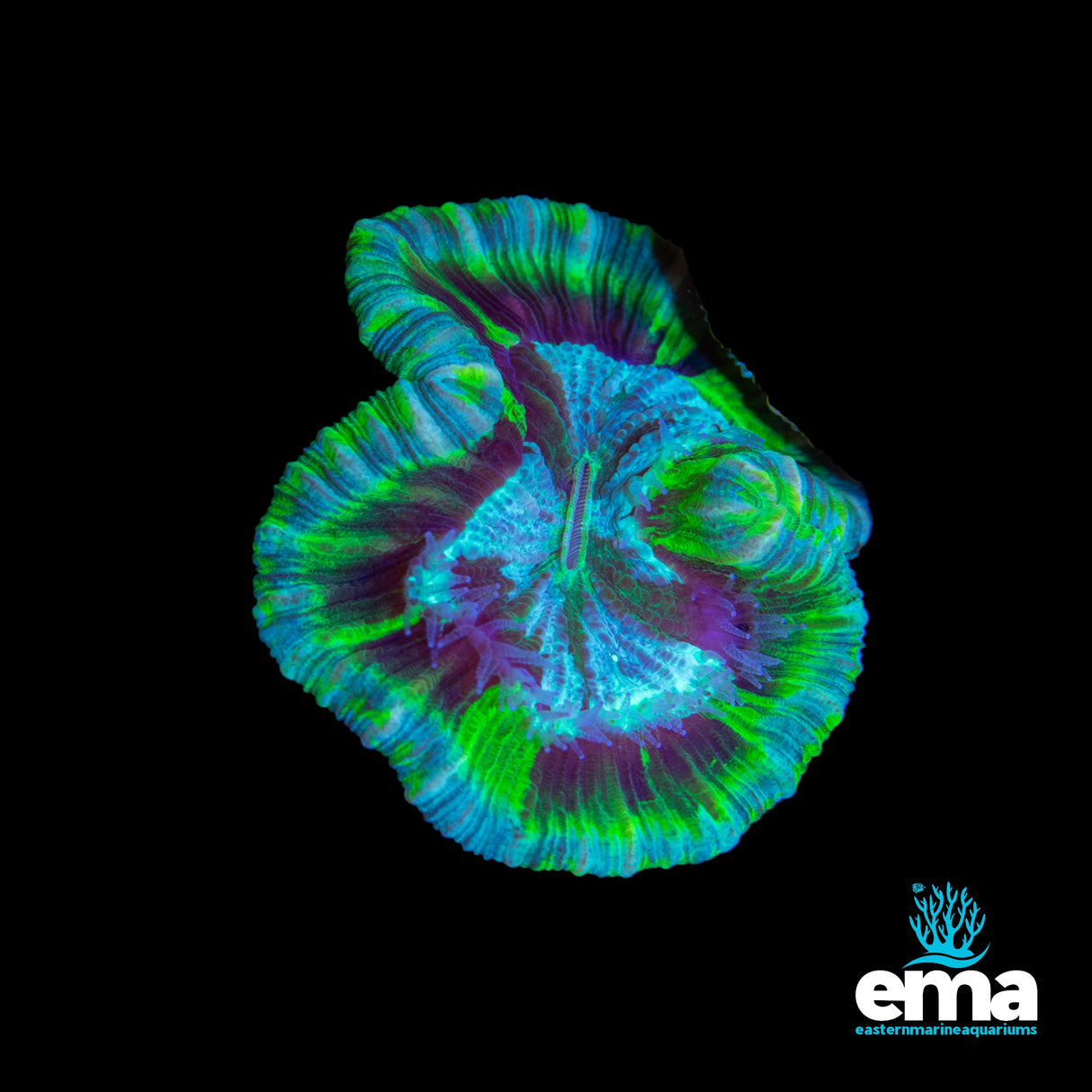 Toxic Green & Teal Flecked Trachyphyllia