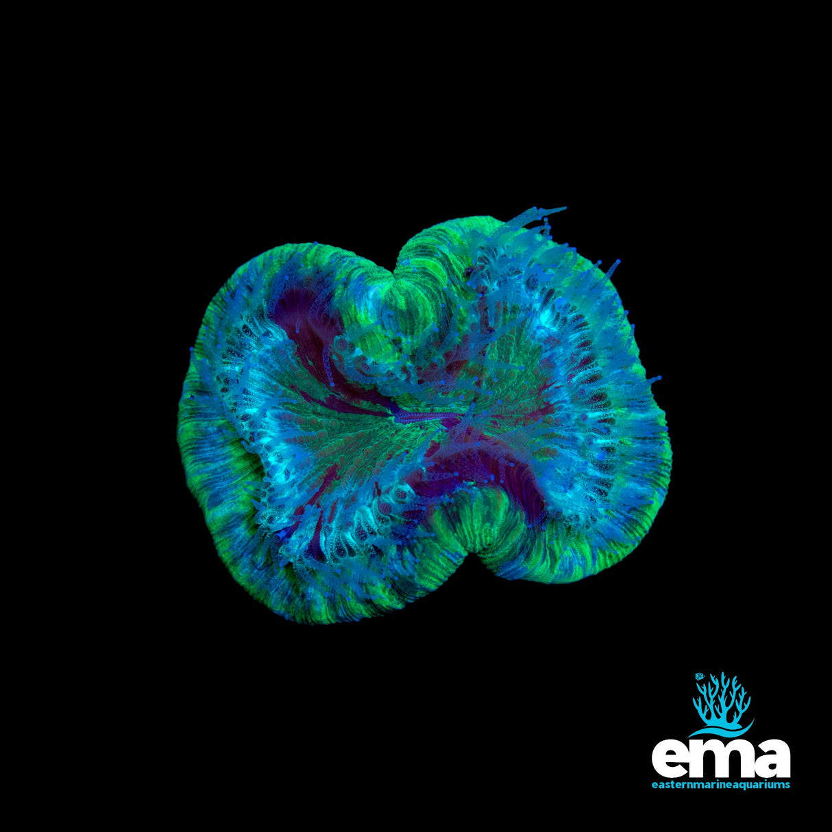 Toxic Green & Teal Flecked Trachyphyllia