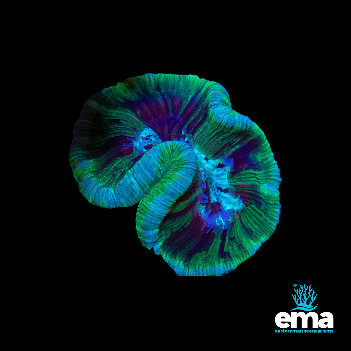 Toxic Green & Mint Trachyphyllia