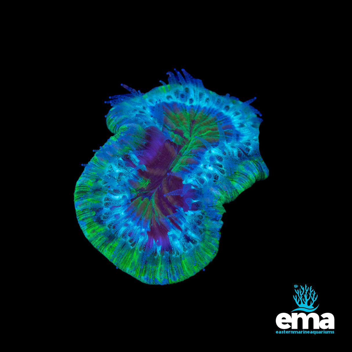 Toxic Green & Mint Trachyphyllia