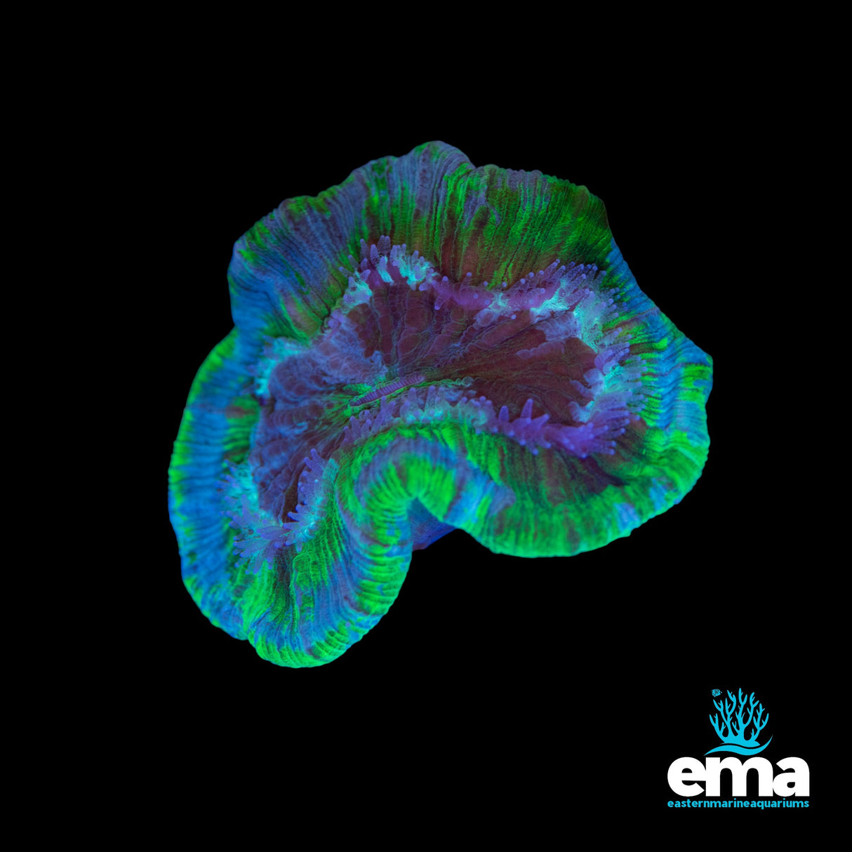 Toxic Green & Mint Trachyphyllia