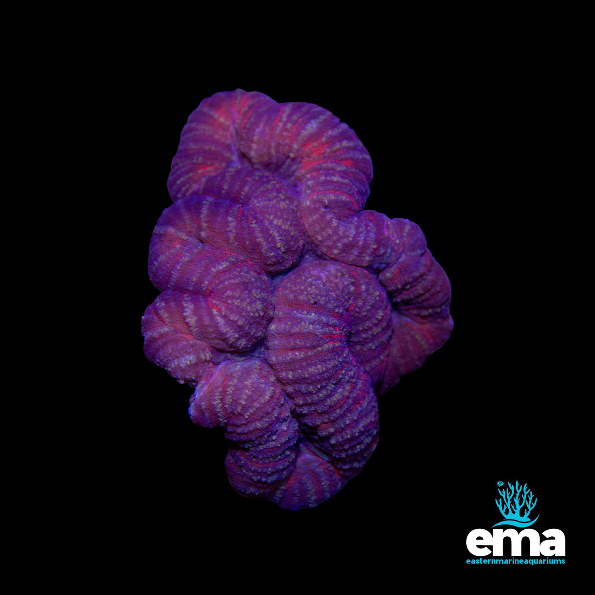 Red Lobophyllia