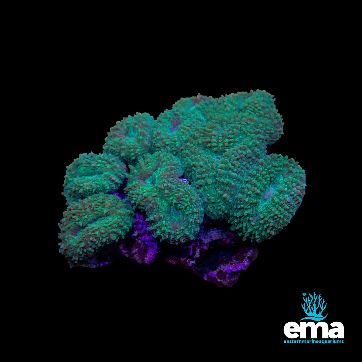 Forest Green Lobophyllia